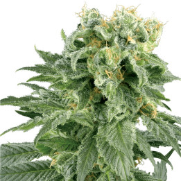 Double Gum (Sensi Seeds Research)