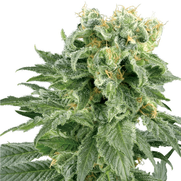 Double Gum (Sensi Seeds Research)