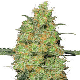 Master Kush (Sensi Seeds Research)