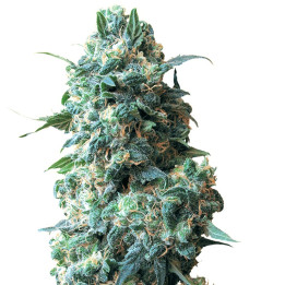Afghana Kush (Sensi Seeds Research)