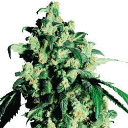 Super Skunk (Sensi Seeds Research)