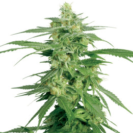 Holland’s Hope (Sensi Seeds Research)