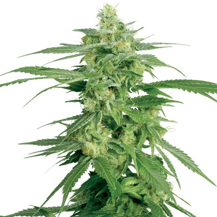 Holland’s Hope (Sensi Seeds Research)