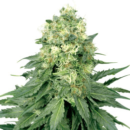 White Widow (Sensi Seeds Research)
