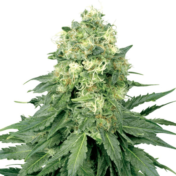 White Widow (Sensi Seeds Research)