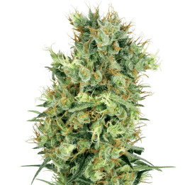 White Widow (White Label)