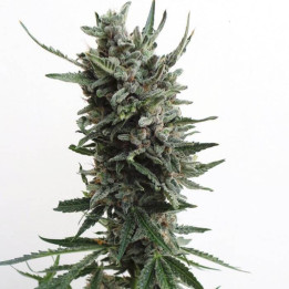 Auto Critical Hog (TH Seeds)