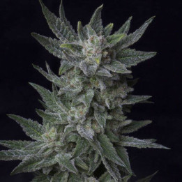 Auto Bubblegum (TH Seeds)