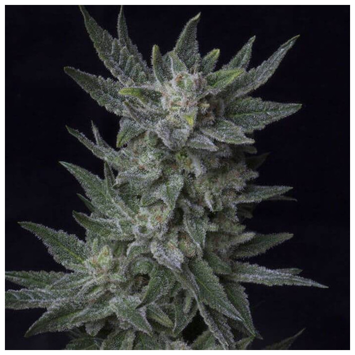 Auto Bubblegum (TH Seeds)