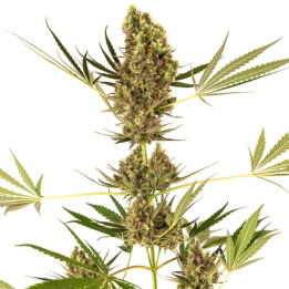 Alpine Delight CBD Auto (Sensi Seeds)