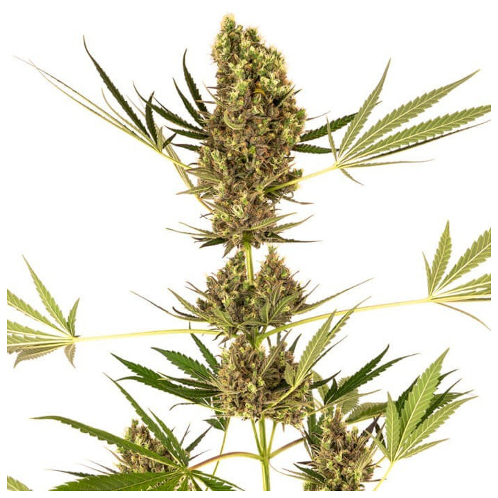 Alpine Delight CBD Auto (Sensi Seeds)