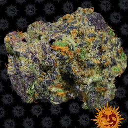 Runtz Muffin (Barney's Farm)