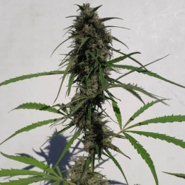 Nueva Caledonia Regular (Ace Seeds)