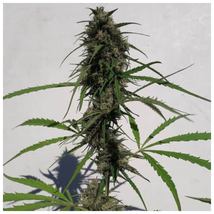 Nueva Caledonia Regular (Ace Seeds)