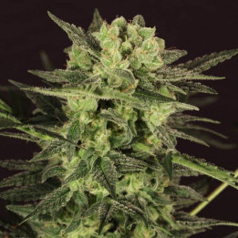 Auto MK-Ultra Kush (TH Seeds)