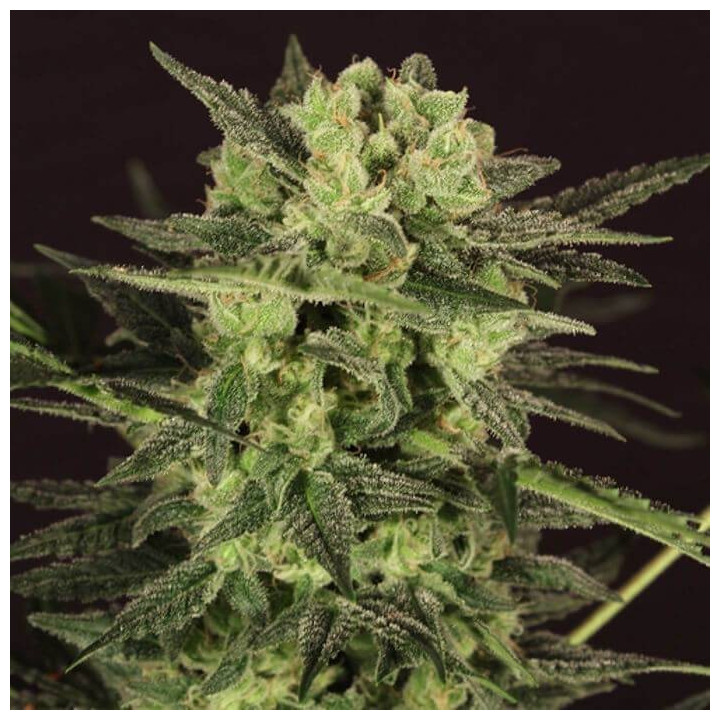 Auto MK-Ultra Kush (TH Seeds)