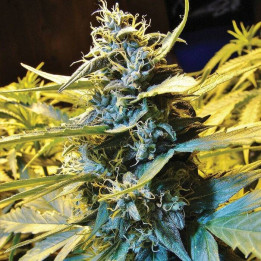 Auto Northern Hog (TH Seeds)
