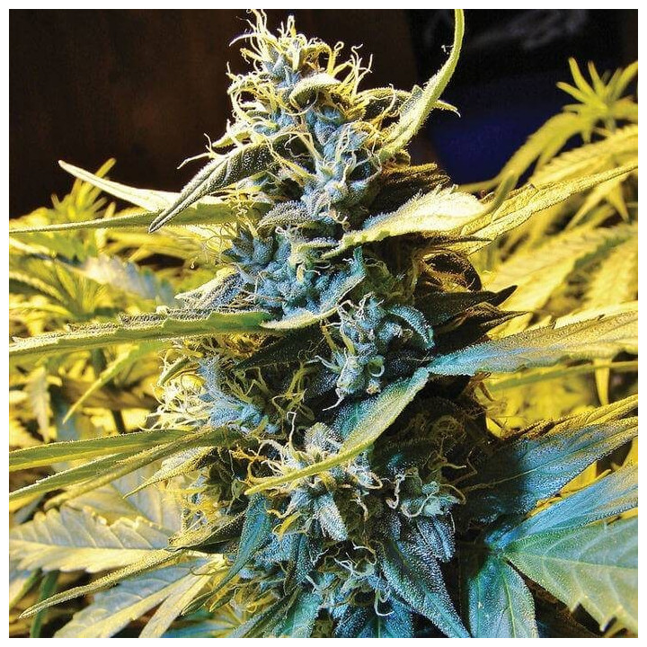 Auto Northern Hog (TH Seeds)