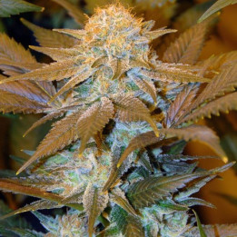 Critical Hog (TH Seeds)
