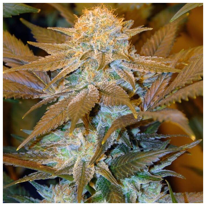 Critical Hog (TH Seeds)