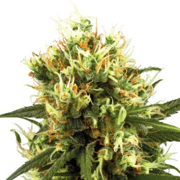 White Haze Automatic (White Label)