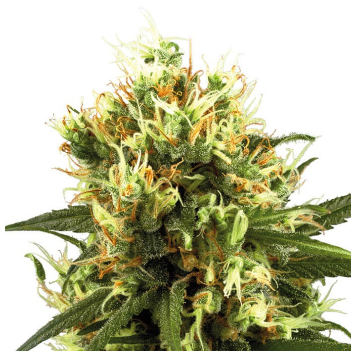 White Haze Automatic (White Label)