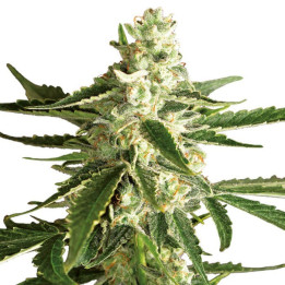 White Diesel Haze Automatic (White Label)