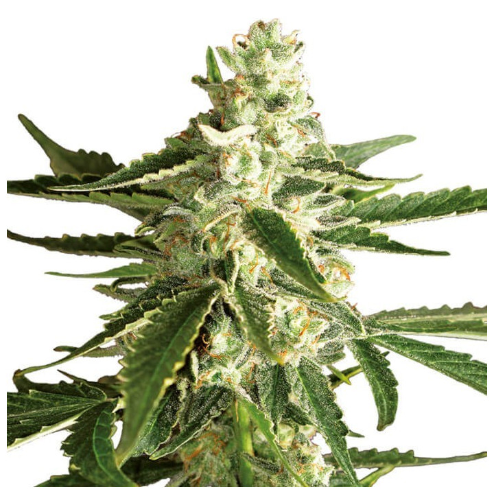 White Diesel Haze Automatic (White Label)