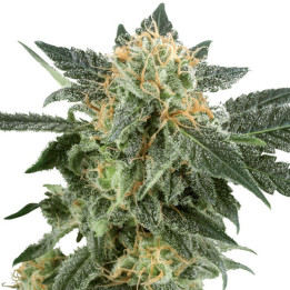 Northern Light Automatic (White Label)
