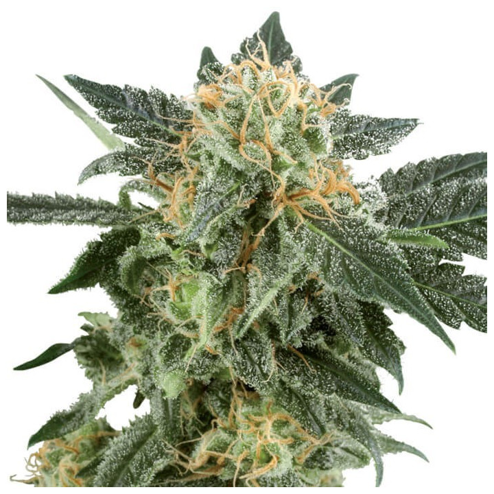 Northern Light Automatic (White Label)