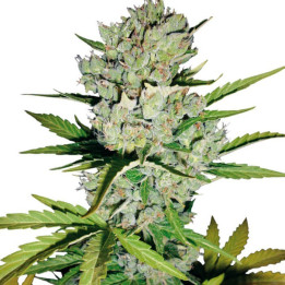White Widow Automatic  (White Label)