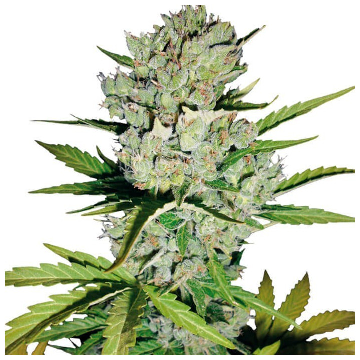 White Widow Automatic  (White Label)