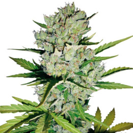 Skunk 1 Automatic (White Label)