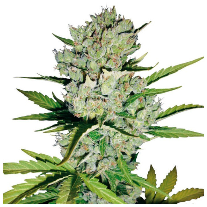 Skunk 1 Automatic (White Label)