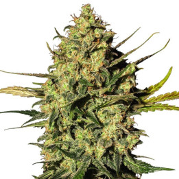 Skunk 1 Automatic (White Label)