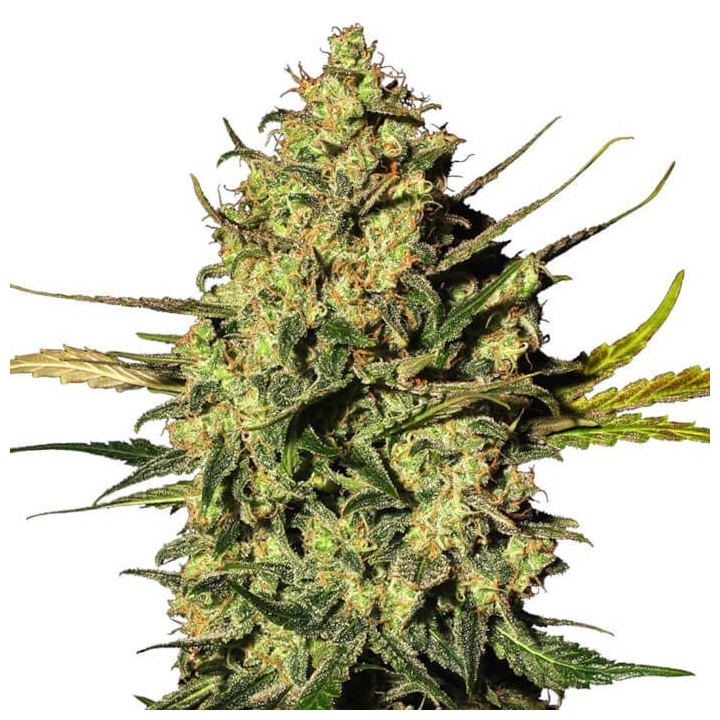 Skunk 1 Automatic (White Label)