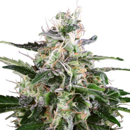 White Skunk Automatic (White Label)