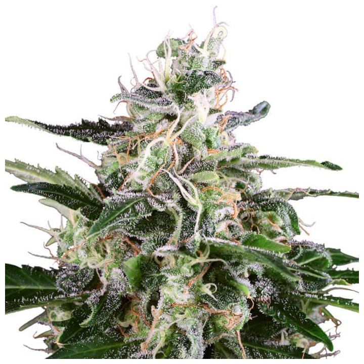White Skunk Automatic (White Label)