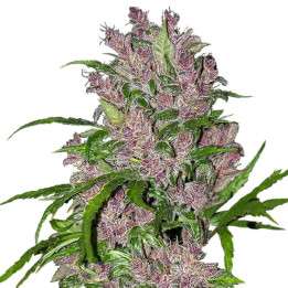 White Skunk Automatic (White Label)