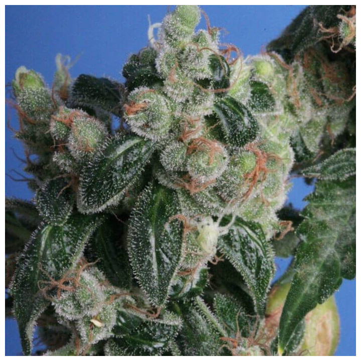 Kushage (TH Seeds)