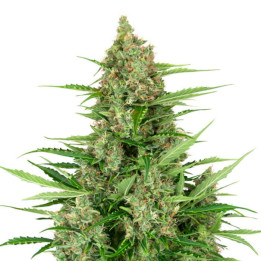Purple Skunk Auto (Sensi Seeds Research)