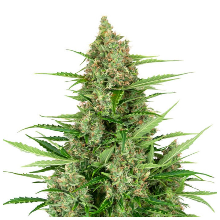 Purple Skunk Auto (Sensi Seeds Research)