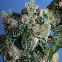 Kushage Regular (TH Seeds)