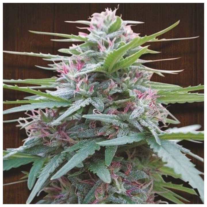 Red Snake (Cannabiogen)