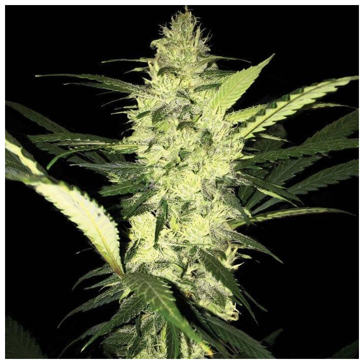 LA S.A.G.E. (TH Seeds)