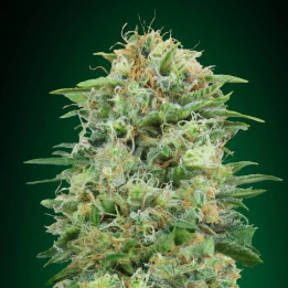 00 Kush (00 Seeds)