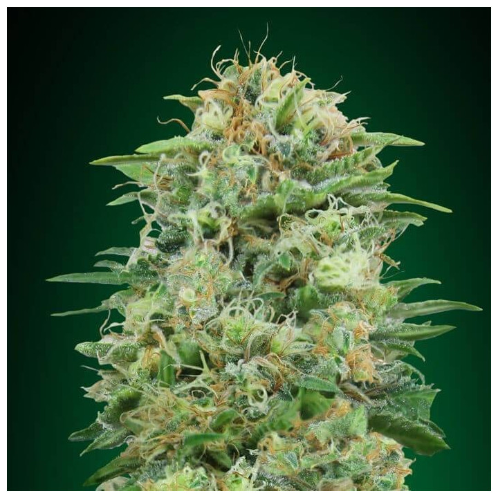 00 Kush (00 Seeds)