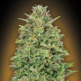 00 Kush (00 Seeds)