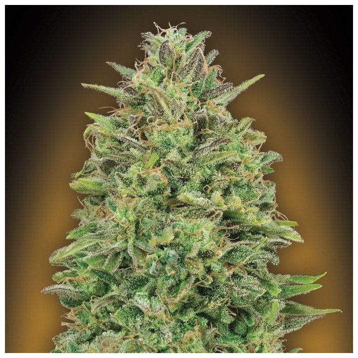00 Kush (00 Seeds)