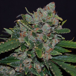 M.O.B. (TH Seeds)